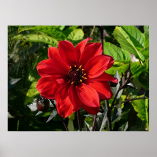 Poster Red Dahlia (Bishop of Llandaff) II
