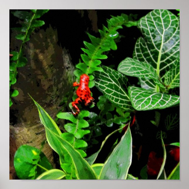 Poster Red Dart Frog CB (Devant)