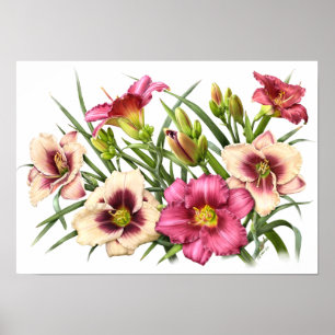 Poster Red Daylias Original Art Print