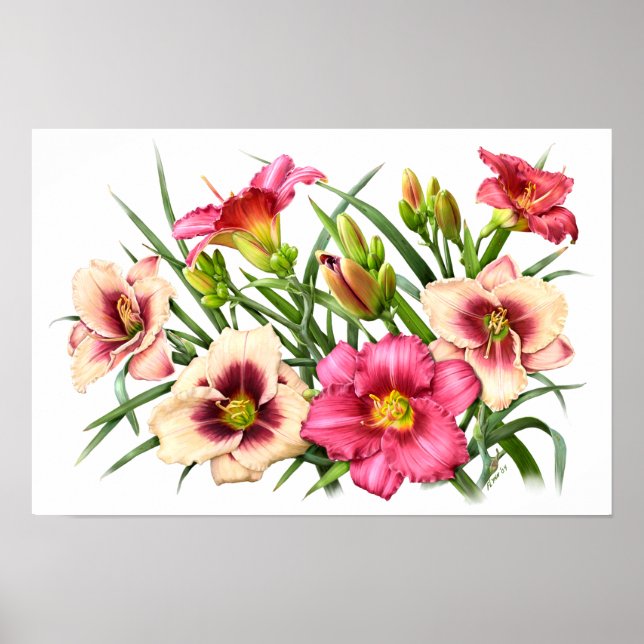 Poster Red Daylilies Botanical Art Print (Devant)