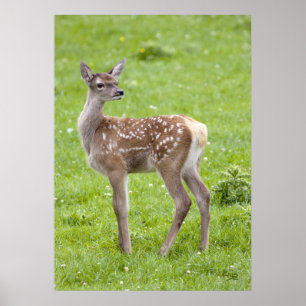 Poster Red Deer Fawn Imprimer