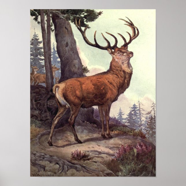 Poster Red Deer par Winifred Austen, Animaux sauvages Vin (Devant)