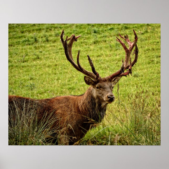 Poster Red Deer Stag (Devant)