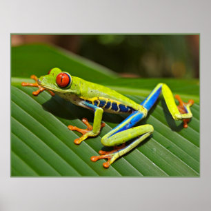 Poster Red-eyed Tree Frog