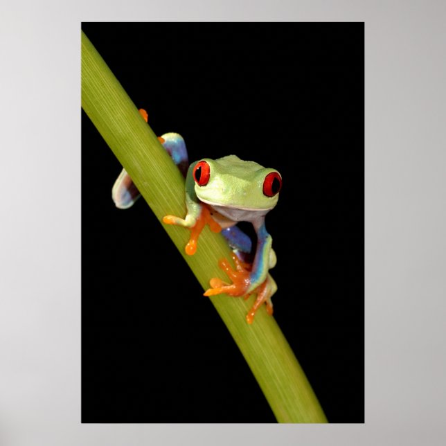 Poster red eyed tree frog (Devant)