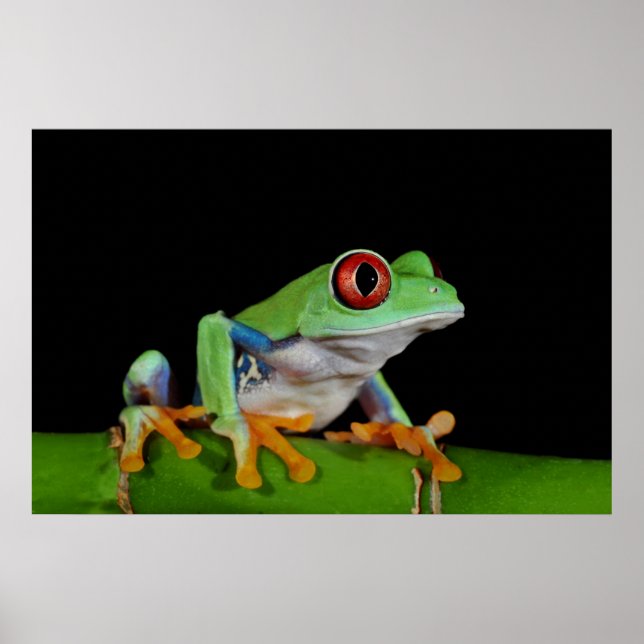 Poster red eyed tree frog (Devant)