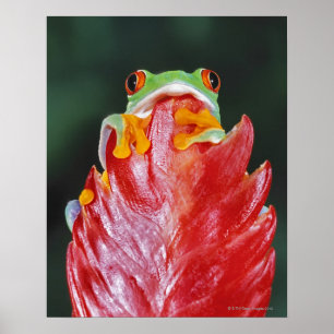 Poster Red-Eyed Tree Frog on Leaf