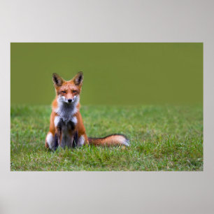 Poster Red Fox assis