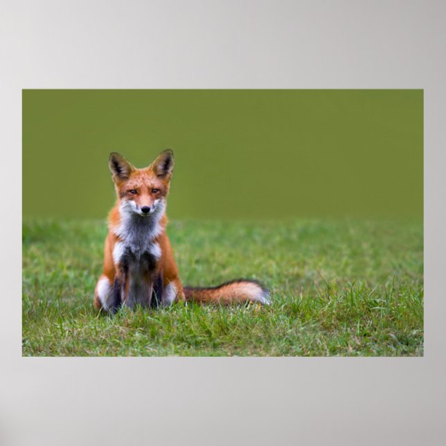 Poster Red Fox assis (Devant)