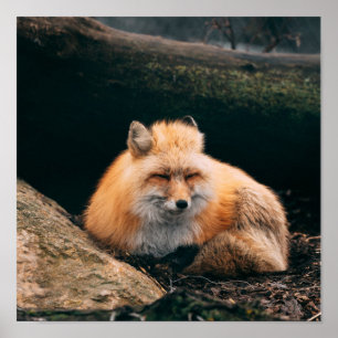 Poster Red Fox dormant