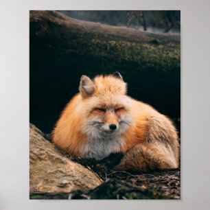 Poster Red Fox dormant