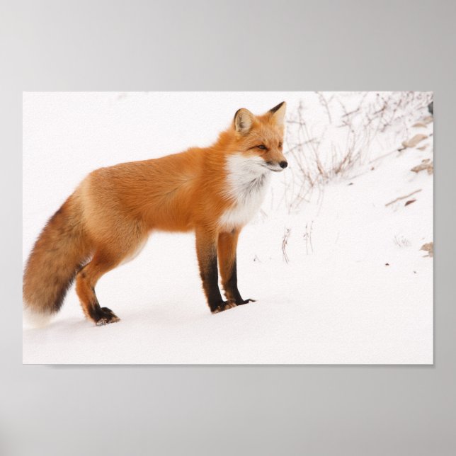 Poster Red Fox Nature Wildlife Photo (Devant)