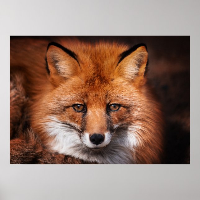 Poster Red Fox Wild Woodland Animal (Devant)