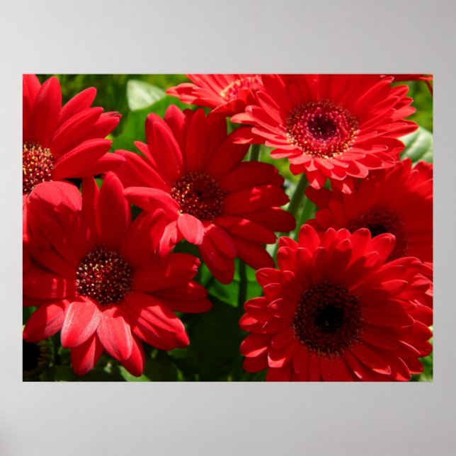 Poster Red Gerber Daisies 2012 5a (Devant)
