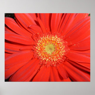 Poster Red Gerbera Daisy