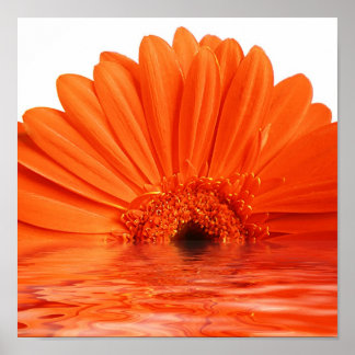 Poster red gerbera in water