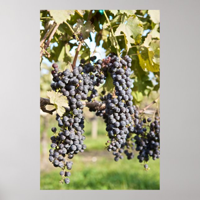 Poster Red Grapes (Devant)