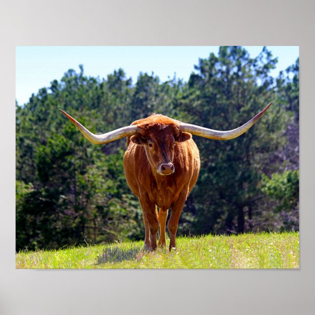 Poster Red-Haired Texas Longhorn (Devant)