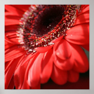 Poster Red Hot Gerbera