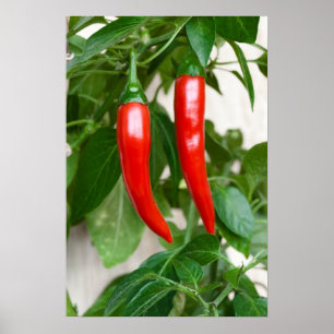Poster Red hot pepper
