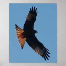 Poster Red Kite