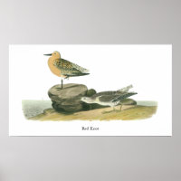 Red Knot, John Audubon