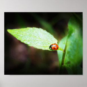 Poster Red Lady Bug Close Up in Nature Photographie