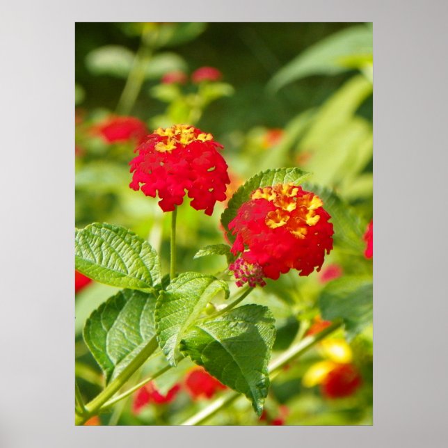 Poster RED LANTANA (Devant)