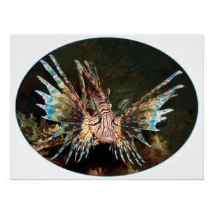 Poster Red Lionfish, Raja Ampat - Design photographique