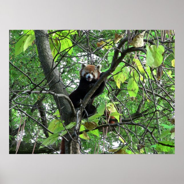 Poster Red Panda (Devant)
