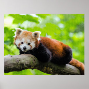 Poster Red Panda