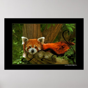 Poster Red Panda imprimé