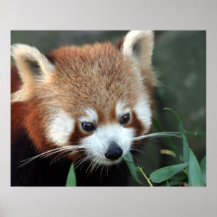 Poster Red Panda, Zoo de Taronga, Sydney, Australie
