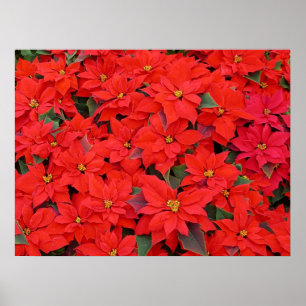 Poster Red Poinsettias I Christmas Holiday Floral Photo