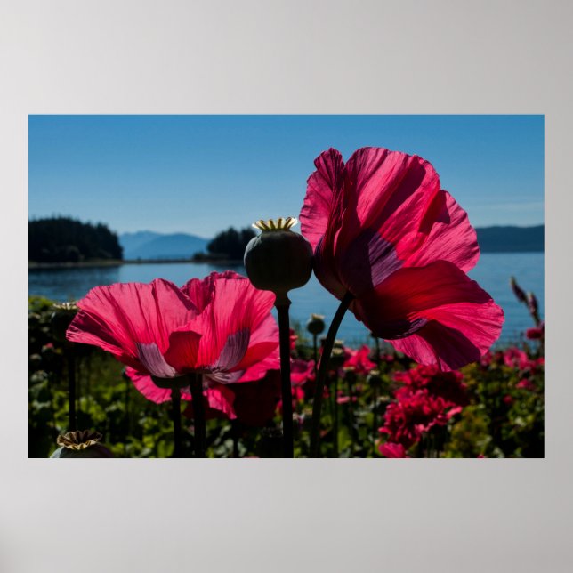 Poster Red Poppies (Devant)