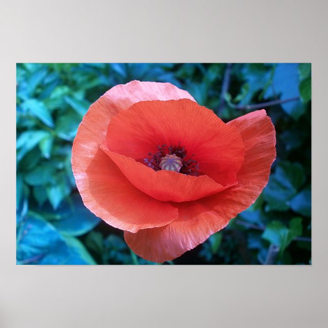Poster Red Poppy. (Devant)