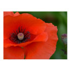 Poster Red Poppy