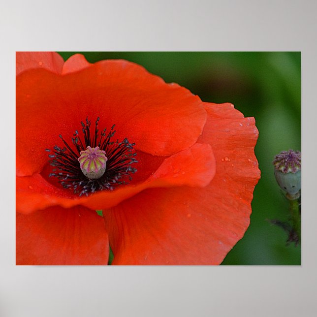 Poster Red Poppy (Devant)
