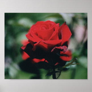 Poster Red Rose