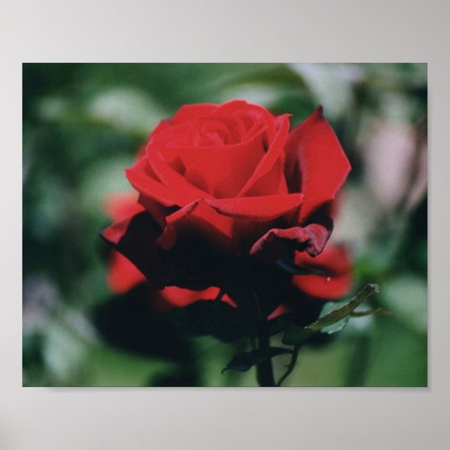 Poster Red Rose (Devant)