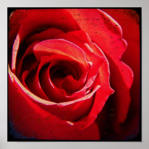 Poster Red Rose TTV