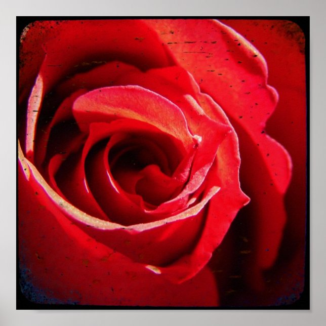 Poster Red Rose TTV (Devant)