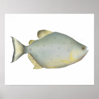 Poster Red Ruby Piranha