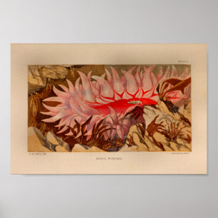 Poster Red Sea Anemone Marine Art Imprimer