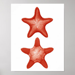Poster Red Starfish no.2 Nautical Wall Art Decor Print