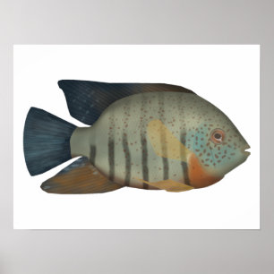 Poster Red Tiger Severum