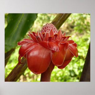 Poster Red Torch Ginger Tropical Flower Photographie