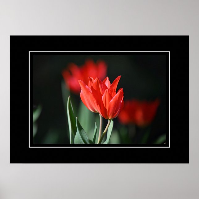 Poster Red Tulips (Front)