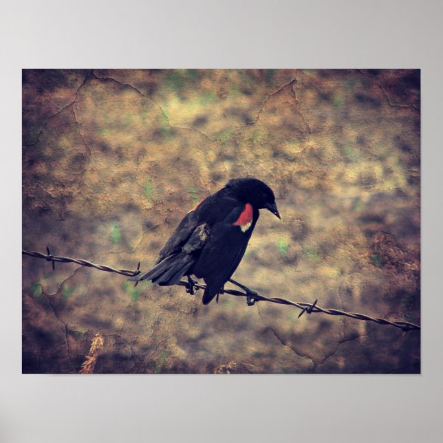 Poster Red Wing Blackbird (Devant)