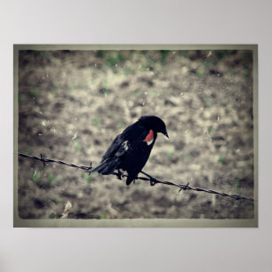 Poster Red Wing Blackbird Faux Vintage